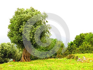 Olive tree, Ithaca Island, Greece