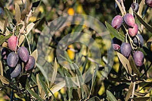 Olive tree with kalamata olives