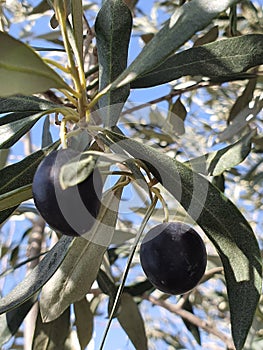 Olive tree the Kalamon type at Athienou Larnaca Cyprus