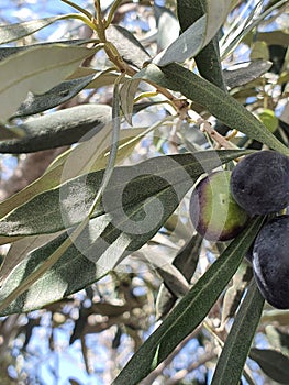 Olive tree the Kalamon type at Athienou Larnaca Cyprus