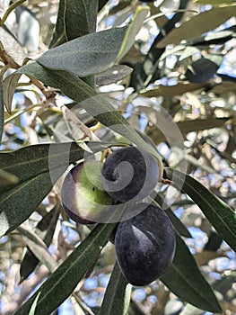 Olive tree the Kalamon type at Athienou Larnaca Cyprus