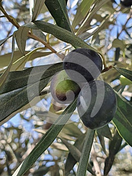 Olive tree the Kalamon type at Athienou Larnaca Cyprus