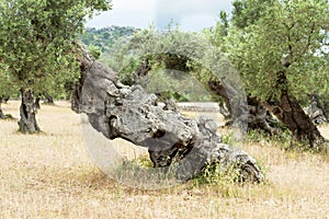 Olive Tree with knobby Trunk photo