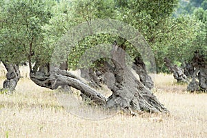 Olive Tree with knobby Trunk photo