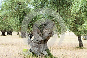 Olive tree with knobby trunk on olive tree plantation in Mallorca, Majorca, Spain