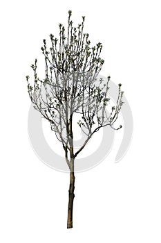 Olive tree, known also as Olea europaea, isolated on white background