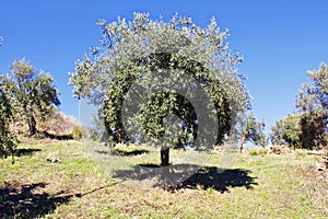 Olive tree with Koroneiki variety olives in Kalamata, Greece