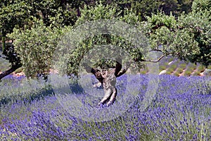 Olive Tree and Lavender Field, France 016