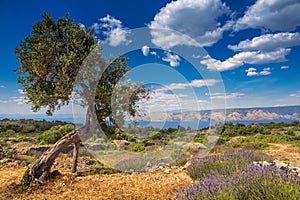 The olive tree among lavender field on Hvar island