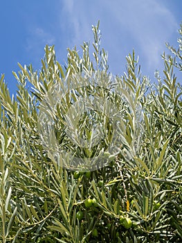 Olive tree leafs