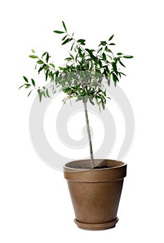Olive tree with leaves in brown pot