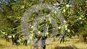 Olive Tree Leaves and Closeup Healthy Product Background