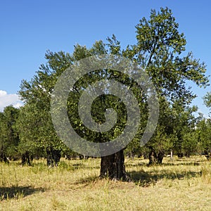 Olive Tree Leaves and Closeup Healthy Product Background