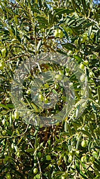 Olive Tree Leaves and Closeup Healthy Product Background