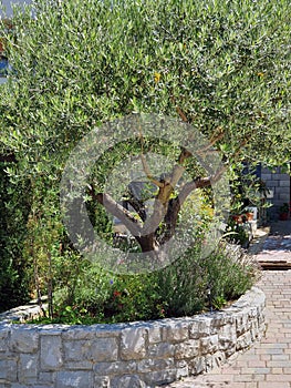 An olive tree in a Mediterranean garden
