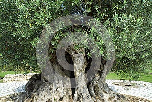 Olive tree millennium