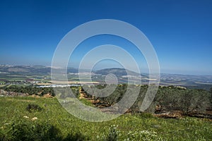 Olive tree Nazarth and Tavor mount