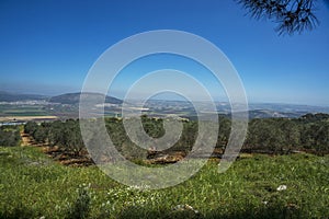 Olive tree Nazarth and Tavor mount photo