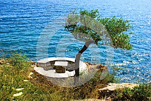 Olive tree near the sea