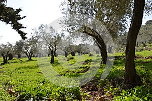 Olive tree in the north of israel