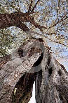 olive tree oil, vinegar tree photo