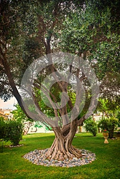 Olive tree