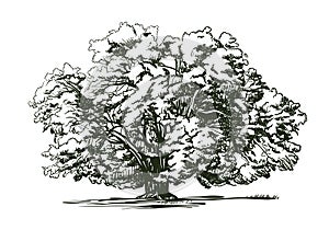 Olive tree old engraving. Ecology, environment, nature sketch. Vintage vector illustration
