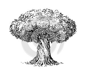 Olive tree old engraving. Ecology, environment, nature sketch. Vintage vector illustration photo