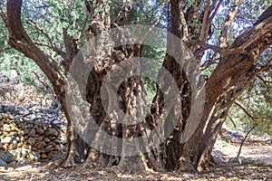 Olive tree old in Turkey