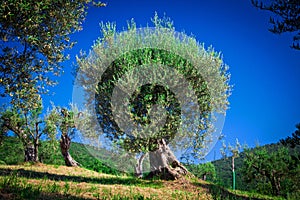 Olive tree photo