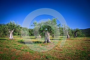 Olive tree photo