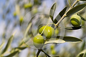 Olive Tree (Olea europaea)