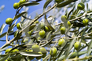 Olive Tree (Olea europaea)