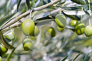 Olive Tree (Olea europaea) photo