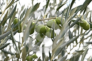 Olive tree Olea europaea 3