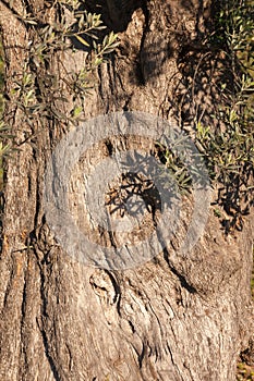 Olive tree Olea europaea bark trunk and leaves