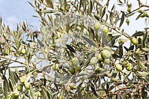 Olive tree, Olea Europaea, with green olives on branches