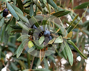 Olive Tree Or Olea Europaea In Portugal