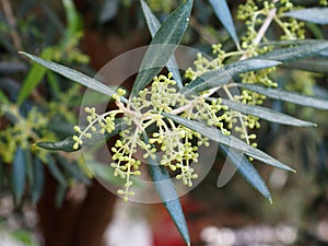 Olive Tree Or Olea Europaea In Spring In Crete Greece