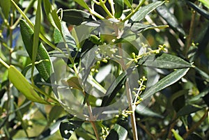 Olive Tree Or Olea Europaea In Spring In Crete Greece