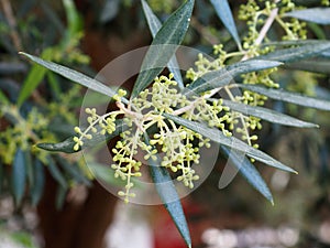 Olive Tree Or Olea Europaea In Spring In Crete Greece photo