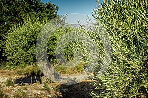 Olive Tree and olive oil concept. Olive tree in field.