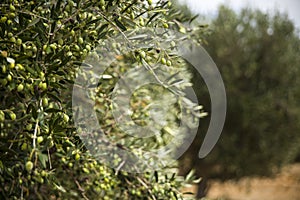 Olive tree in an olive orchard. Growing olive trees in agriculture.