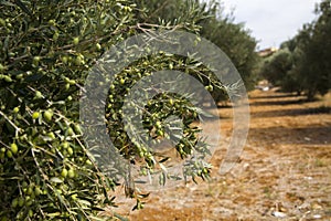 Olive tree in an olive orchard. Growing olive trees in agriculture.