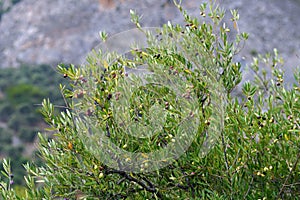 Olive tree with olives on the branches in Crete