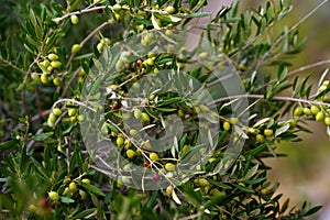 Olive tree with olives on the branches in Crete