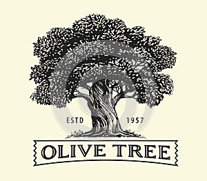 Olive tree with olives on branches. Olive oil emblem sketch. Hand drawn vector illustration in vintage engraving style