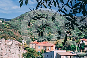 Olive tree with olives on the front dark and Italian landscape with old buildings town on the background