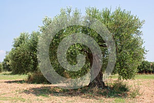 Olive tree orchard