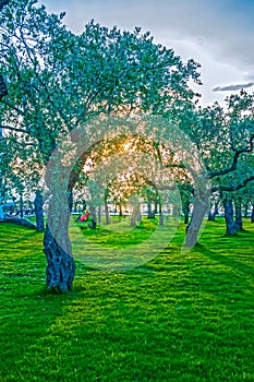 Olive tree orchard